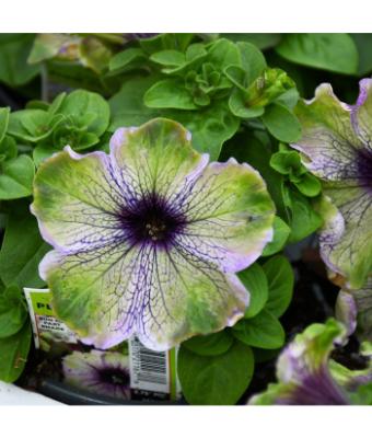 4.75T/10 PETUNIA AMAZONAS PLUM COCKATOO