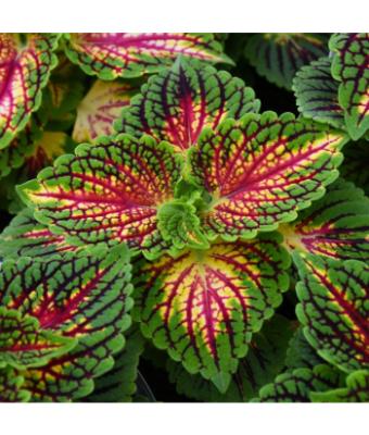 4.75T/10 COLEUS MAIN STREET LA RAMBLA