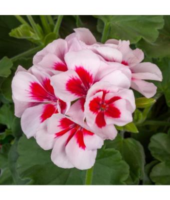 4.75T/10 GERANIUM CALLIOPE MEDIUM WHITE SPLASH