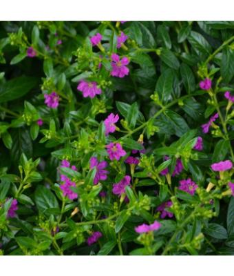 4.75T/10 CUPHEA ALLYSON