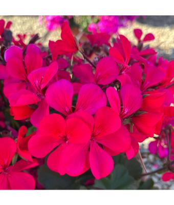 4.75T/10 GERANIUM CALDERA HOT PINK