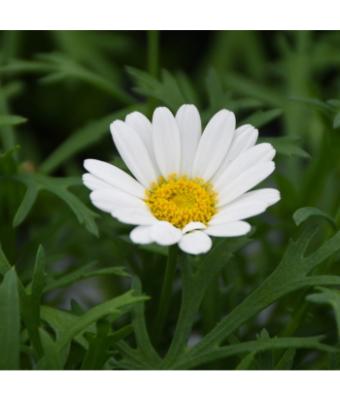 4.75T/10 ARGYRANTHEMUM WHITE GRANDAISY