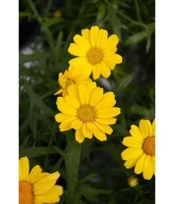 4.75T/10 ARGYRANTHEMUM YELLOW