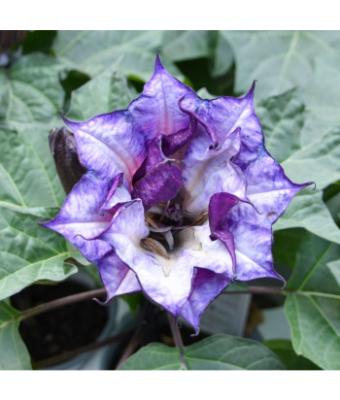 4.75T/10 DATURA PURPLE BALLERINA