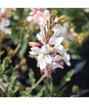4.75T/10 GAURA WHITE