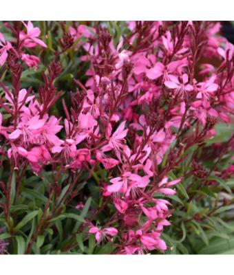 4.75T/10 GAURA PINK