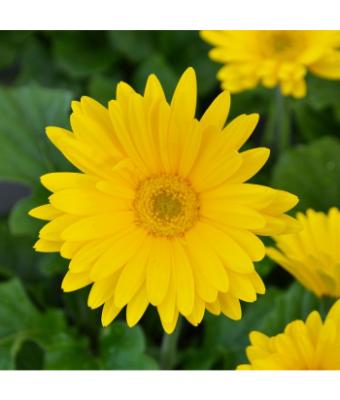 4.75T/10 GERBERA JAGUAR YELLOW