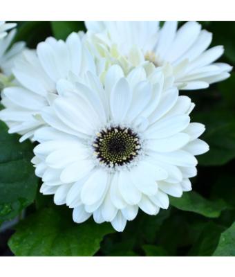 4.75T/10 GERBERA MAJORETTE WHITE