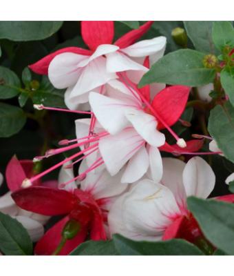 4.75T/10 FUCHSIA ARROYO GRANDE