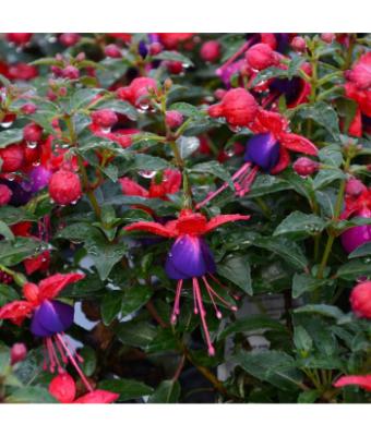 4.75T/10 FUCHSIA JOLLIES NANTES