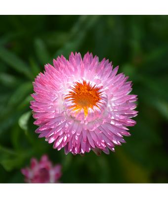 4.75T/10 BRACTEANTHA SUNBRERO PINK