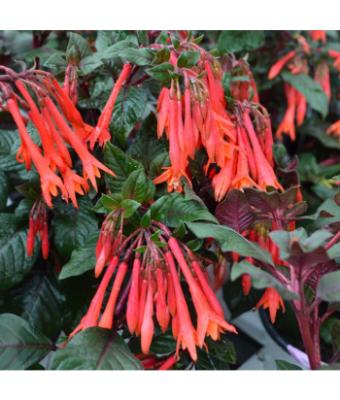 4.75T/10 FUCHSIA GARTENMEISTER