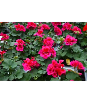 4.75T/10 GERANIUM MOJO CRANBERRY SPLASH