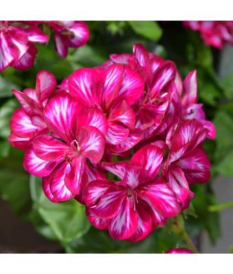 4.75T/10 GERANIUM IVY BURGUNDY BICOLOR