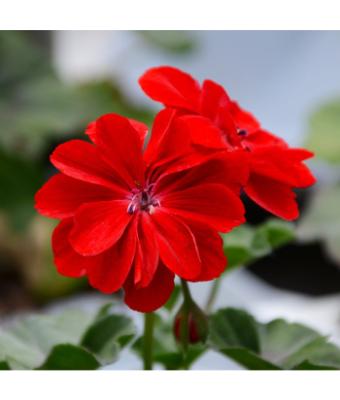 4.75T/10 GERANIUM IVY LEAGUE RED