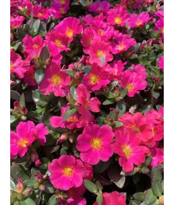 4.75T/10 PORTULACA NANO FUCHSIA