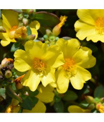 4.75T/10 PORTULACA NANO YELLOW