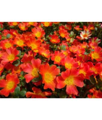 4.75T/10 PORTULACA NANO ORANGE