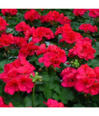 4.75T/10 GERANIUM AMERICANA CHERRY ROSE