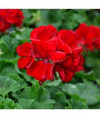 4.75T/10 GERANIUM CALLIOPE DARK RED