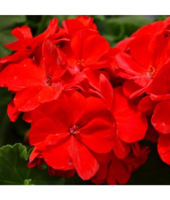 4.75T/10 GERANIUM AMERICANA DARK RED