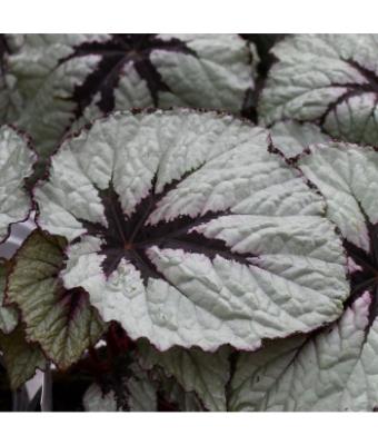 4.75T/10 BEGONIA REX T-REX FIRST BLUSH