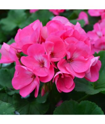4.75T/10 GERANIUM AMERICANA PINK