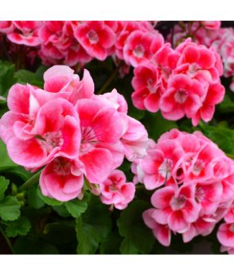 4.75T/10 GERANIUM CALLIOPE ROSE MEGA SPLASH