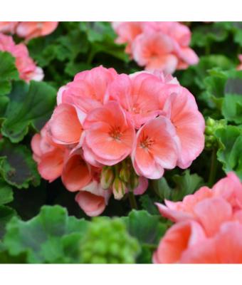 4.75T/10 GERANIUM AMERICANA SALMON