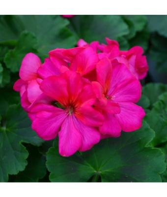 4.75T/10 GERANIUM CALLIOPE MEDIUM VIOLET