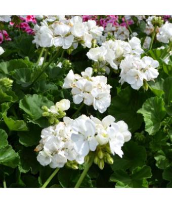 4.75T/10 GERANIUM MOJO WHITE