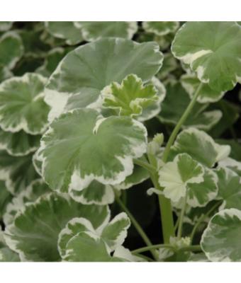 4.75T/10 GERANIUM WILHELM LANGGUTH