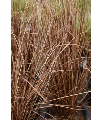 4.75T/10 GRASS CAREX RED ROOSTER