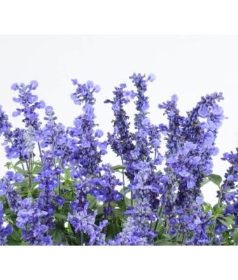 4.75T/10 SALVIA SALLYFUN DEEP OCEAN BLUE