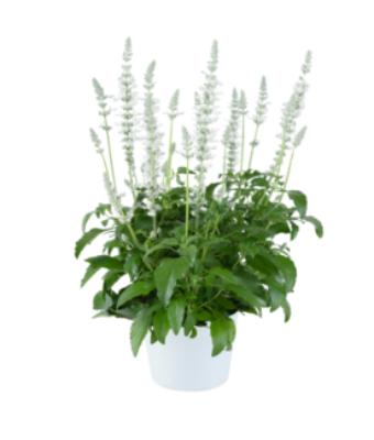 4.75T/10 SALVIA SALLYFUN PURE WHITE