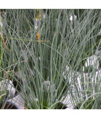 4.75" GRASS JUNCUS BLUE ARROW