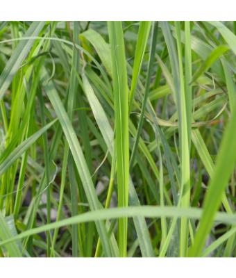 E4T/10 HERB GRASS LEMON