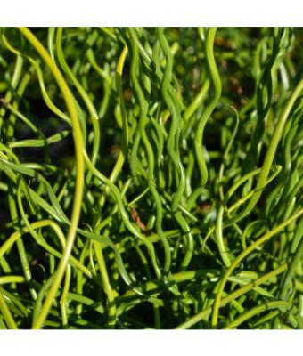 4.75" GRASS JUNCUS BIG TWISTER