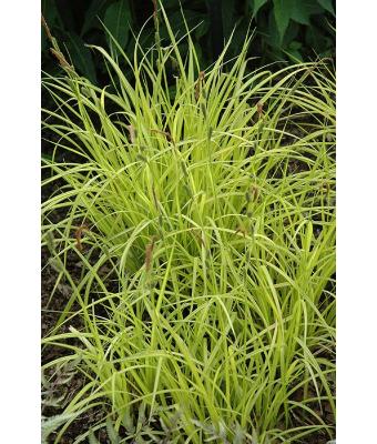 4.75T/10 GRASS CAREX AUREA