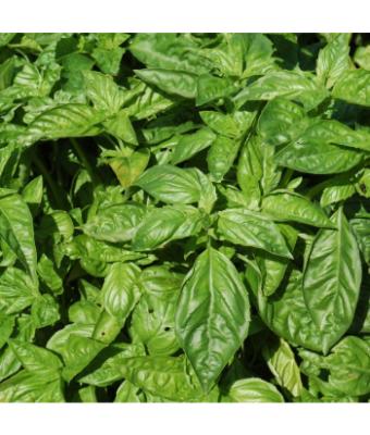 E4T/10 HERB BASIL SWEET