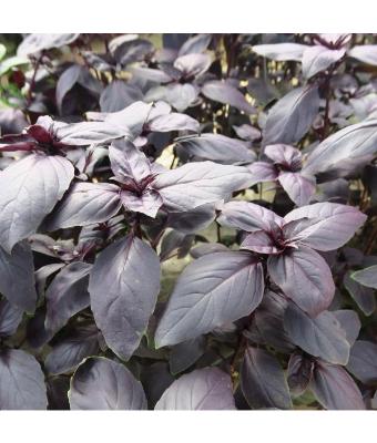 E4T/10 HERB BASIL PROSPERA RED