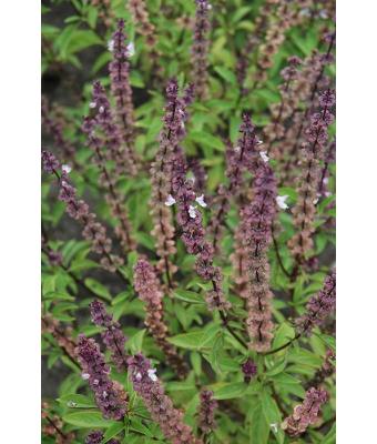 E4T/10 HERB BASIL THAI