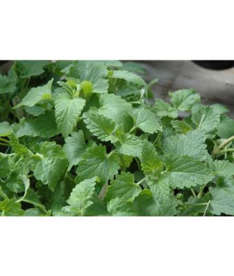 E4T/10 HERB CATNIP