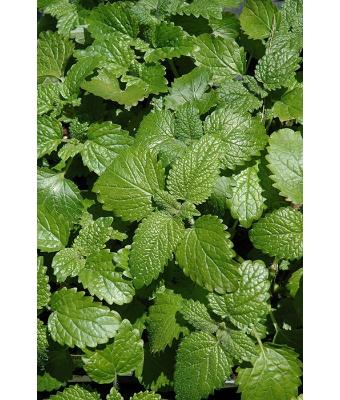 E4T/10 HERB LEMON BALM