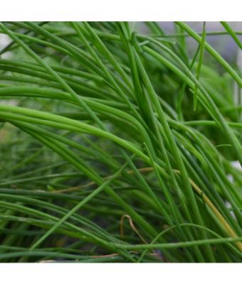 E4T/10 HERB CHIVES