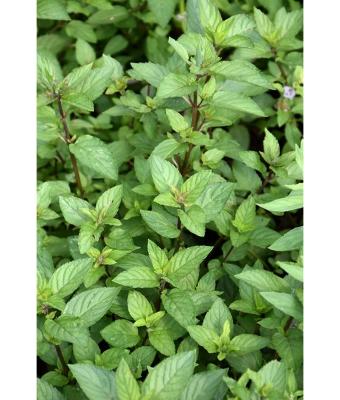 E4T/10 HERB MINT CHOCOLATE