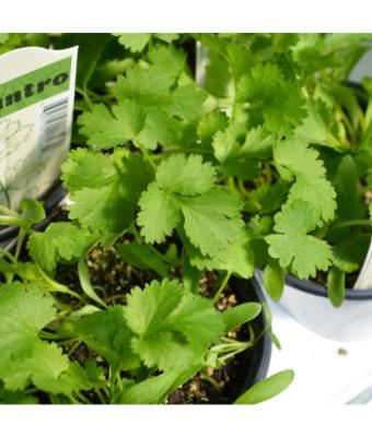 E4T/10 HERB CILANTRO