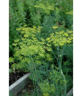 E4T/10 HERB DILL FERN LEAF