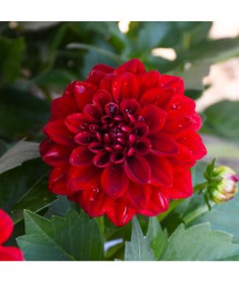 4.75T/10 DAHLIA DAHLINOVA RED