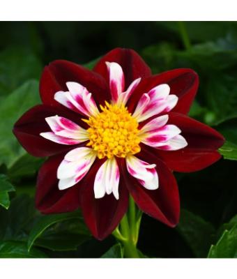 4.75T/10 DAHLIA RED/WHITE